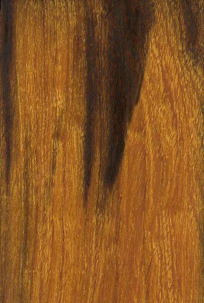 Desert Ironwood