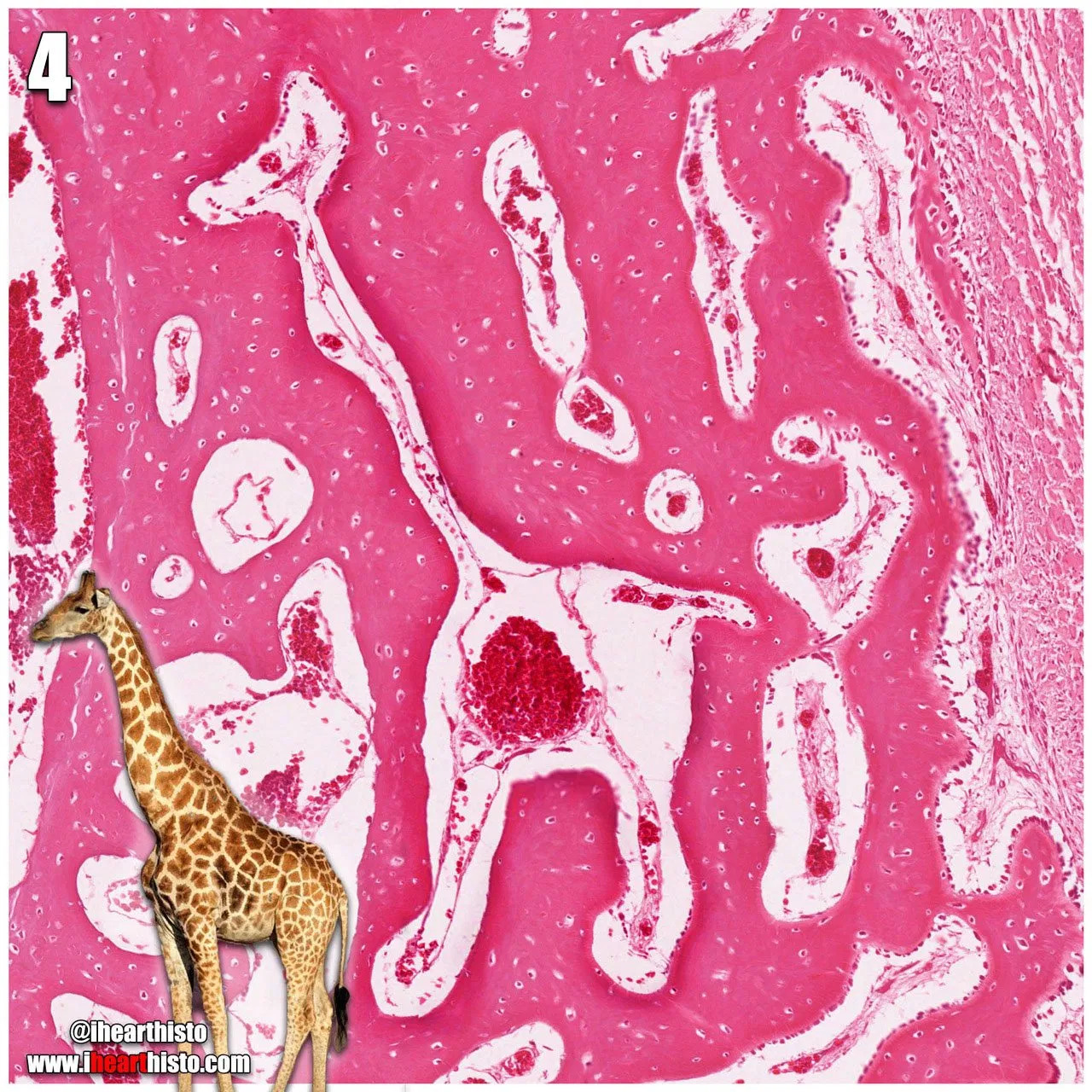Giraffe Bone