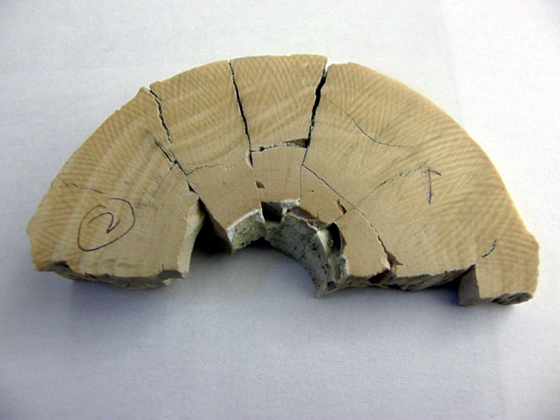 Mammoth Ivory